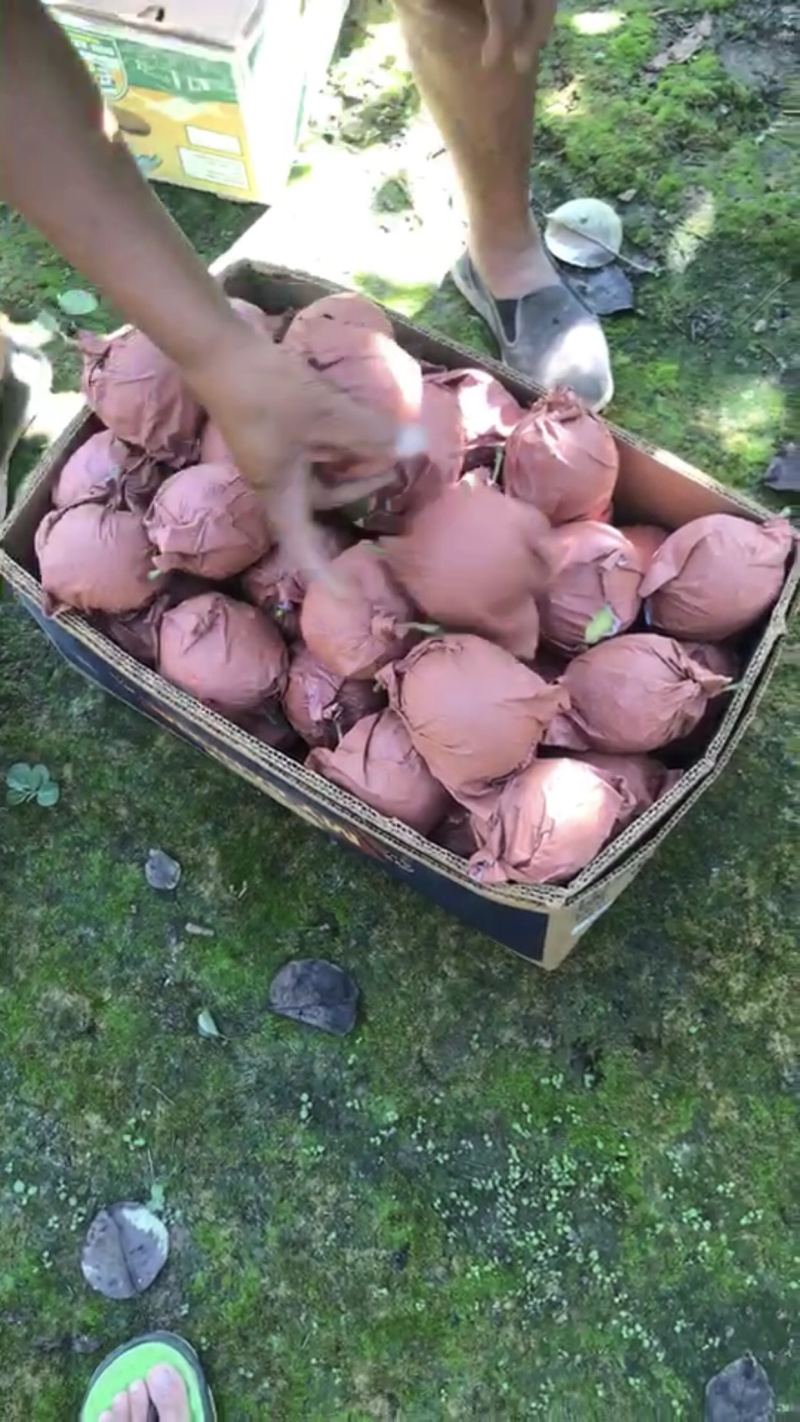 皇冠梨产地直销，精品皇冠梨一手货源，头水精品