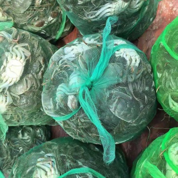 微山湖大闸蟹