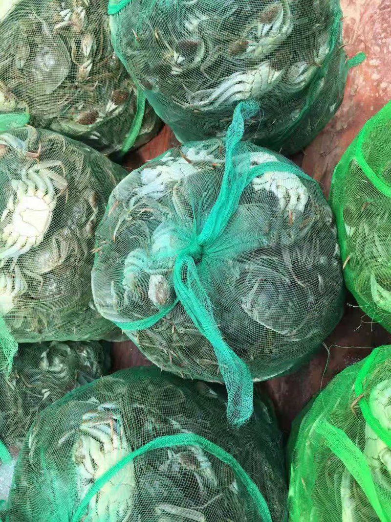 微山湖大闸蟹