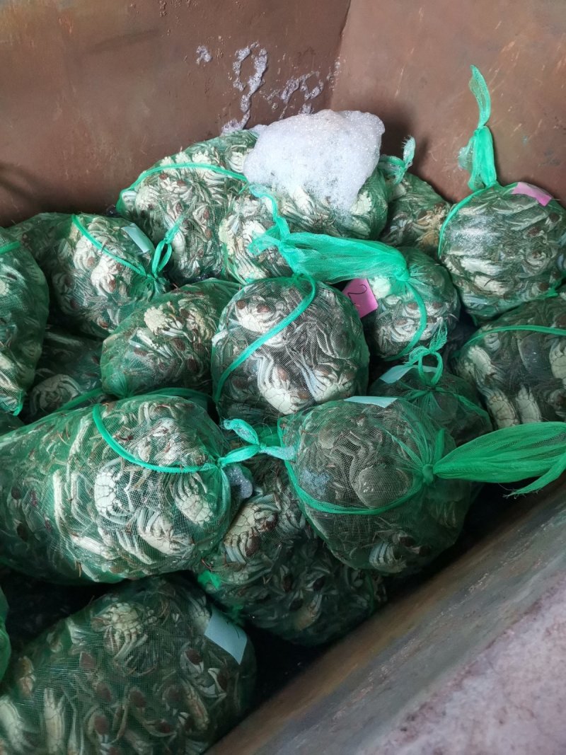 微山湖大闸蟹