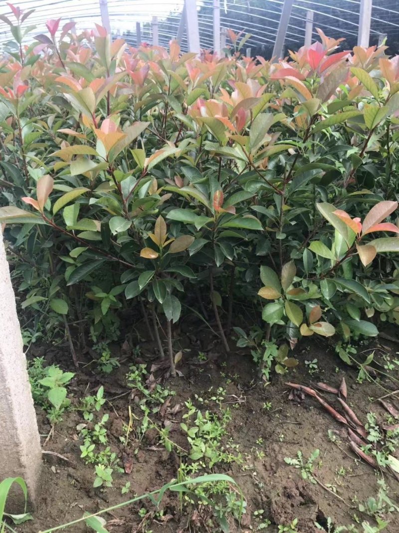红叶石楠杯苗