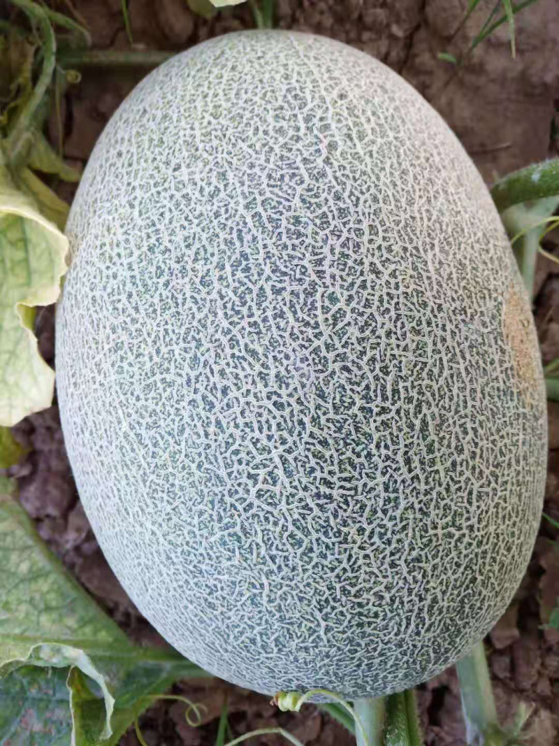 西州蜜熟了，抢购！抢购！