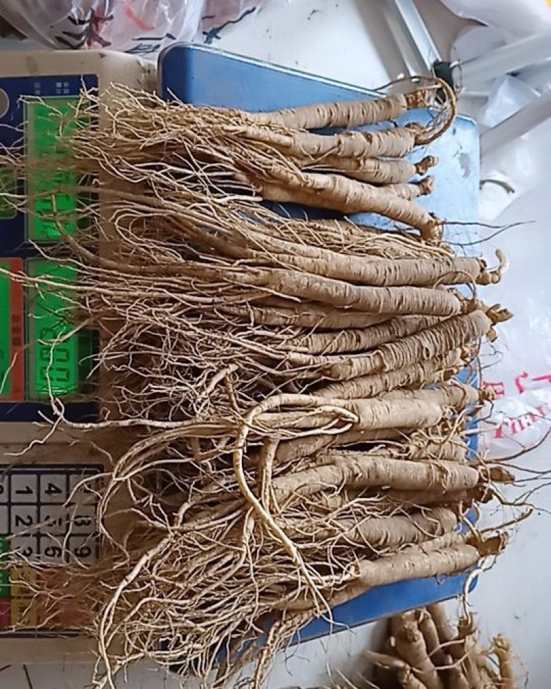 两元一根小人参