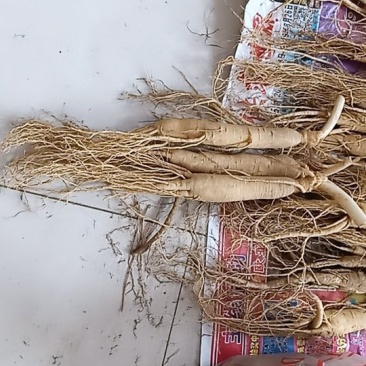 十元一根保鲜参