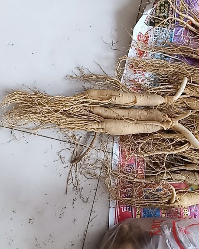 十元一根保鲜参