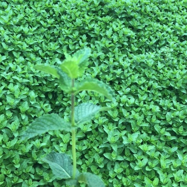 基地直供小叶留兰香薄荷叶