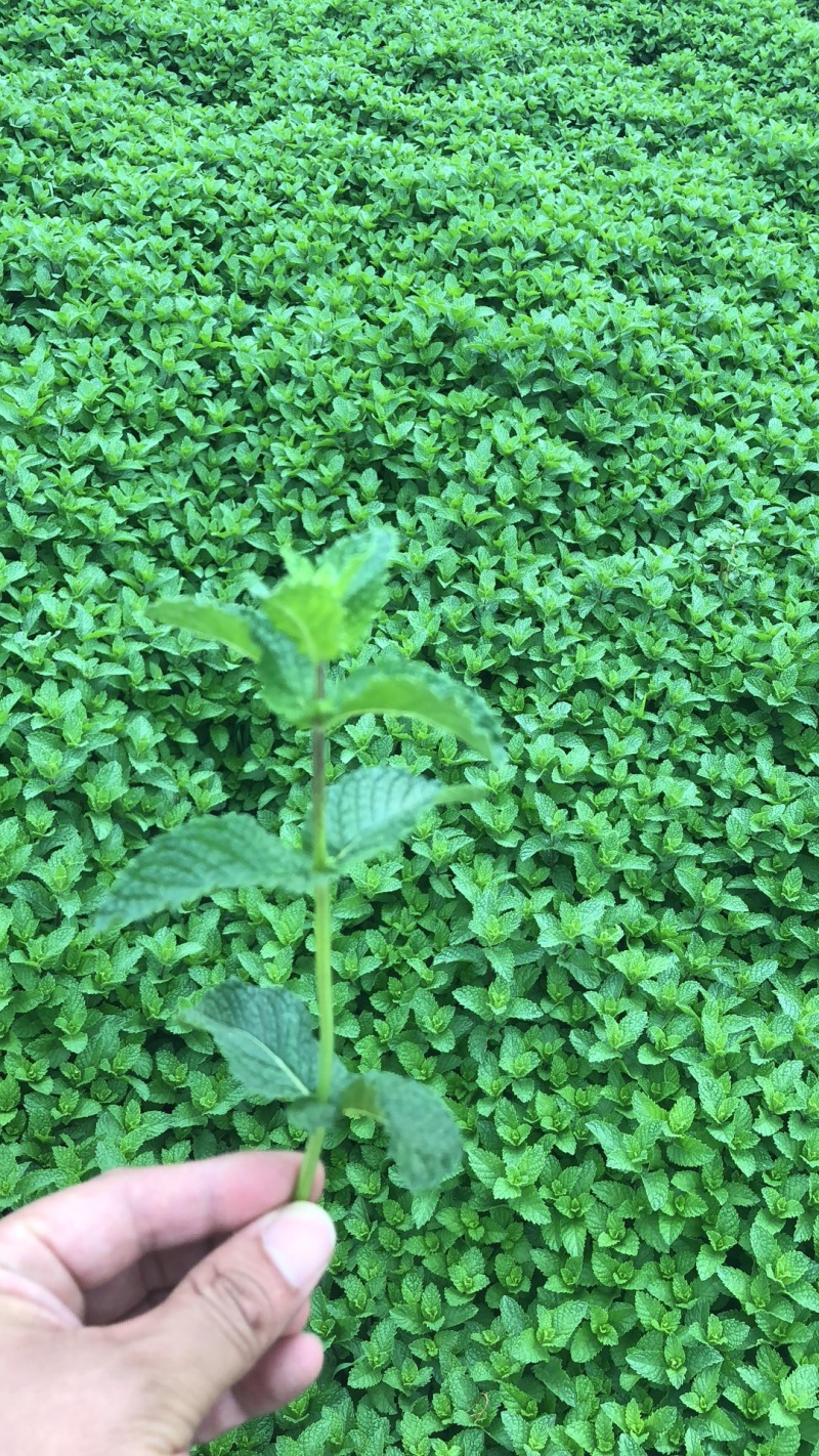 基地直供小叶留兰香薄荷叶