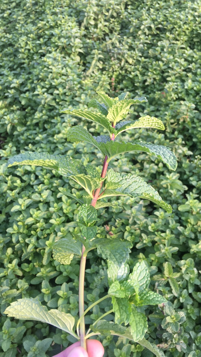 基地直供小叶留兰香薄荷叶