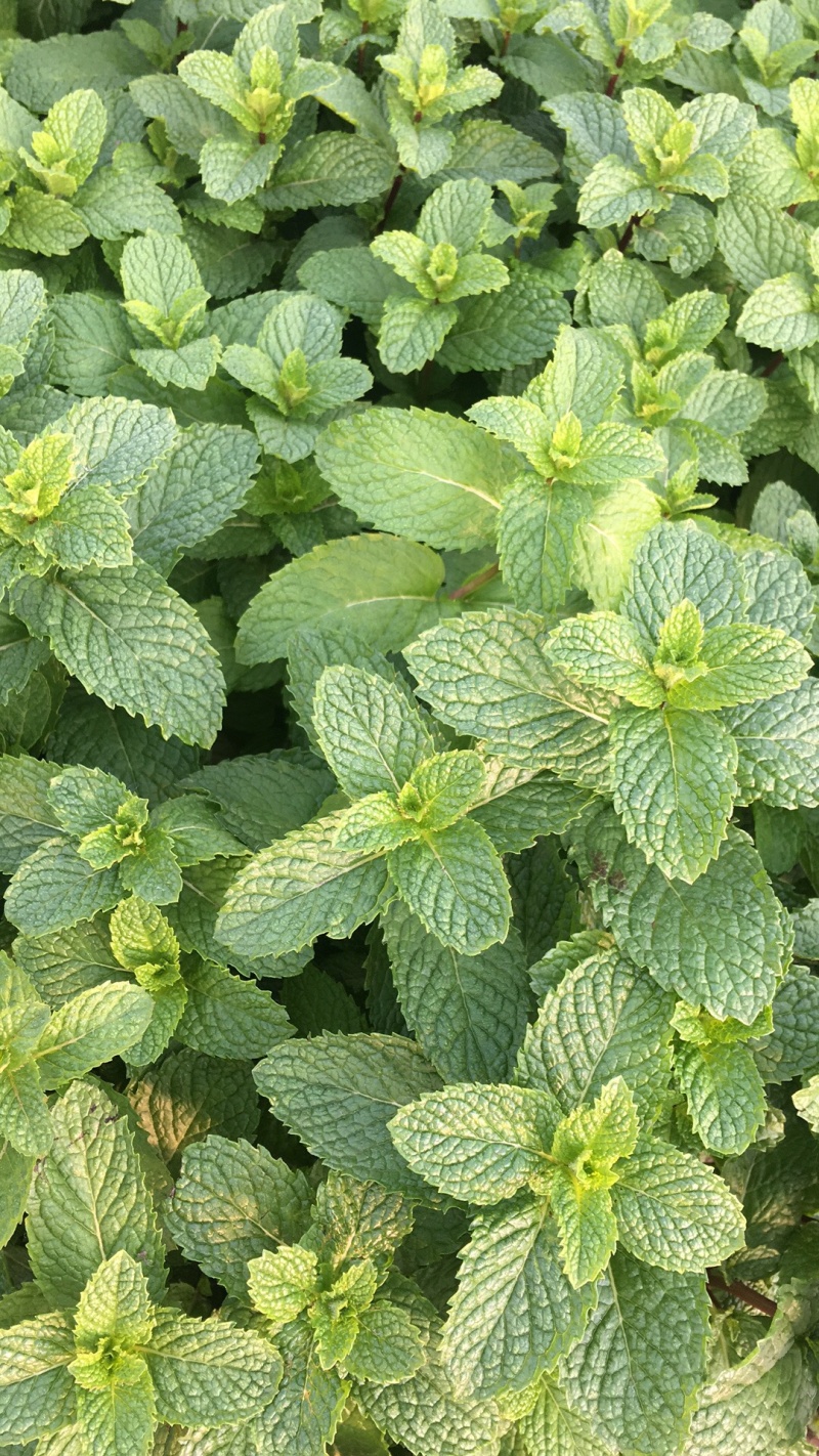 基地直供小叶留兰香薄荷叶