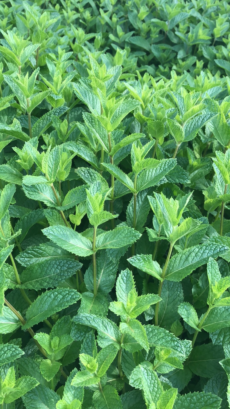 基地直供小叶留兰香薄荷叶