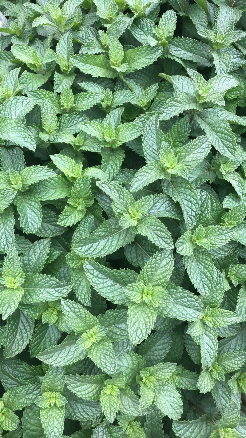 基地直供小叶留兰香薄荷叶