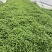 基地直供小叶留兰香薄荷叶