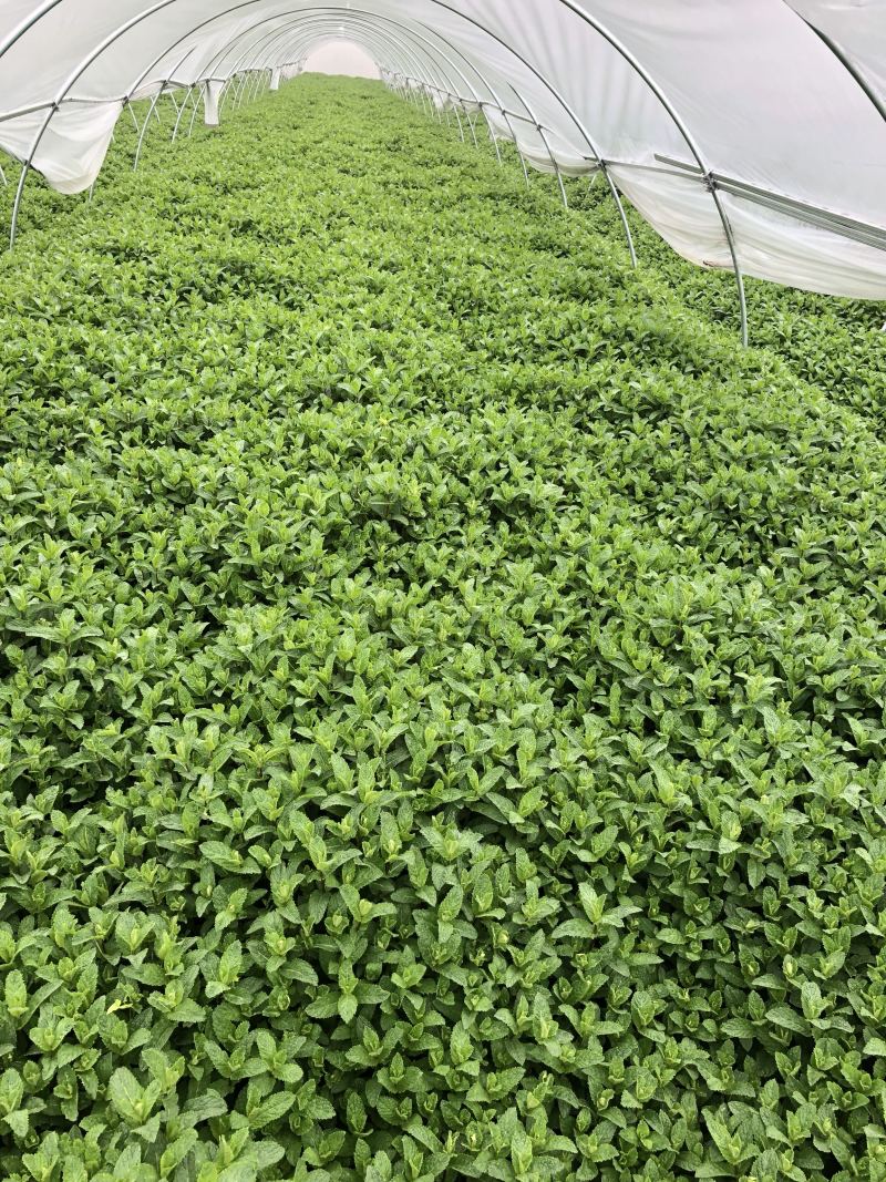 基地直供小叶留兰香薄荷叶
