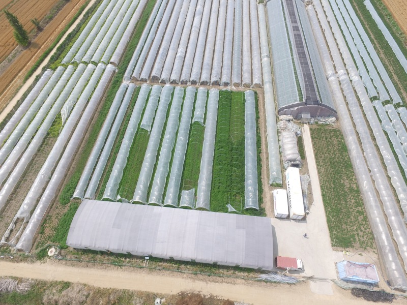 基地直供小叶留兰香薄荷叶