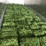 基地直供小叶留兰香薄荷叶