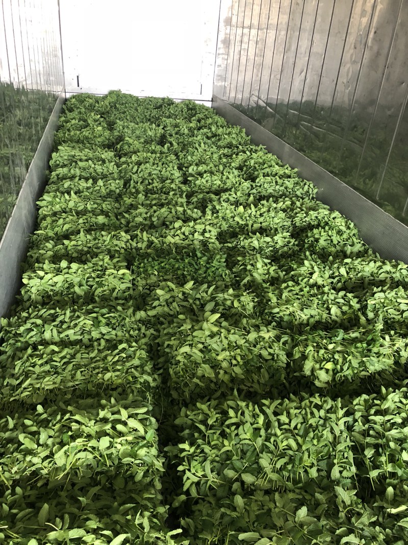 基地直供小叶留兰香薄荷叶
