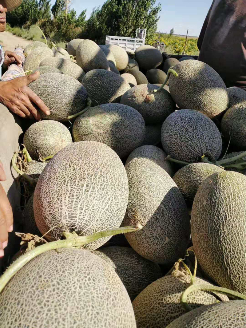 太甜了！西州蜜