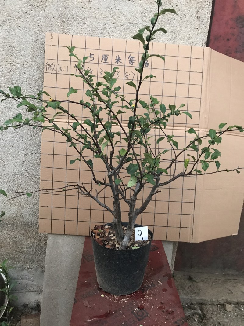 木瓜海棠长寿冠