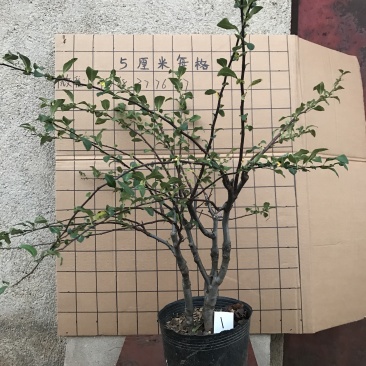 木瓜海棠长寿冠