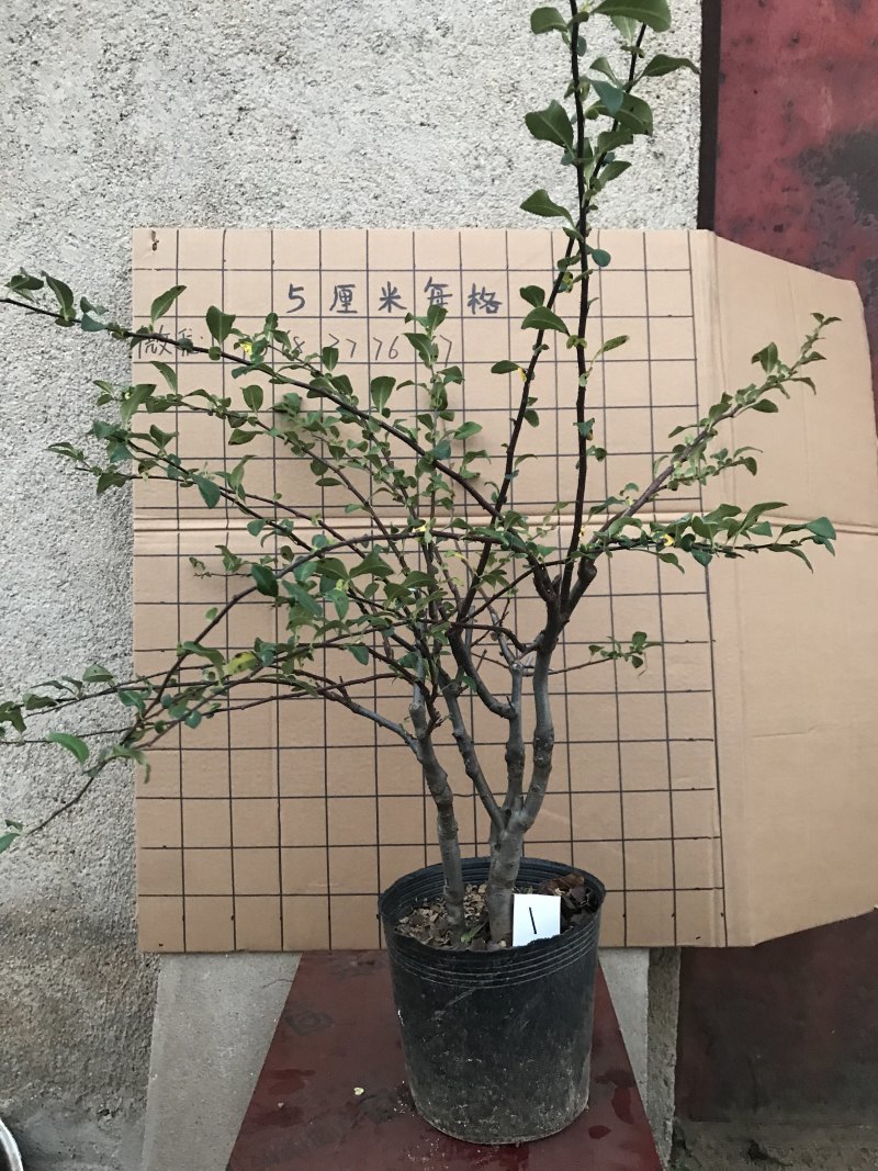 木瓜海棠长寿冠
