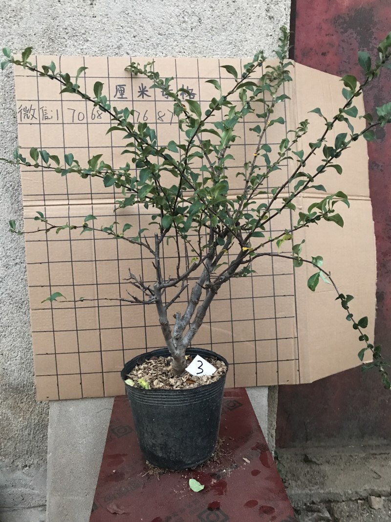 木瓜海棠长寿冠