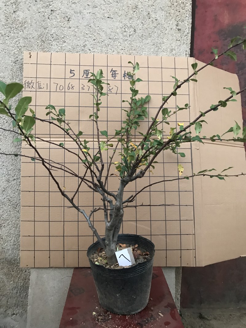 木瓜海棠长寿冠