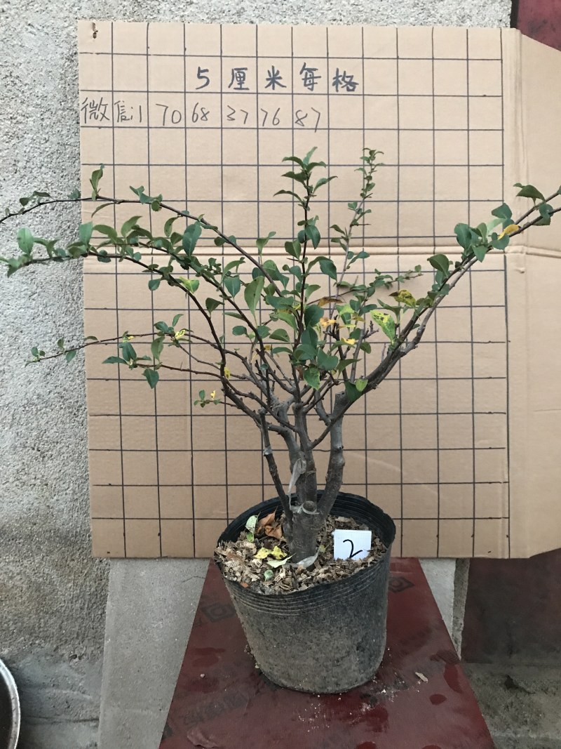 木瓜海棠长寿冠