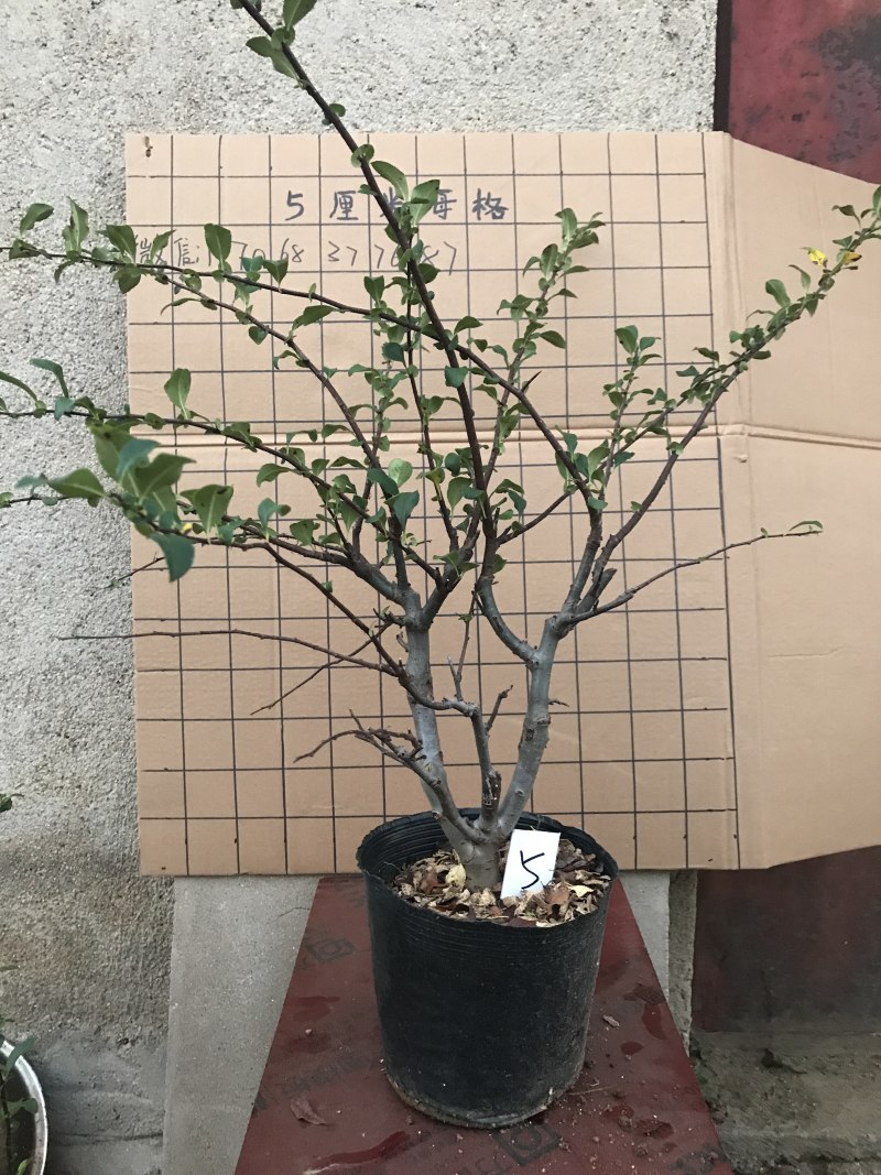 木瓜海棠长寿冠
