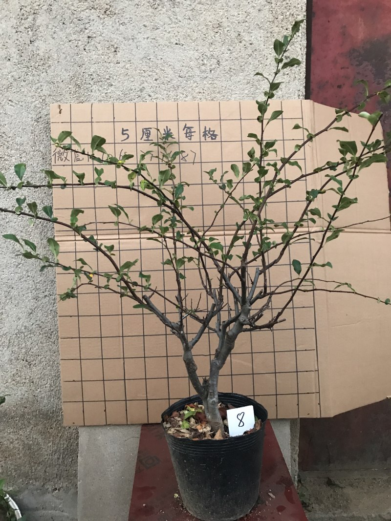 木瓜海棠长寿冠