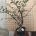 木瓜海棠长寿冠