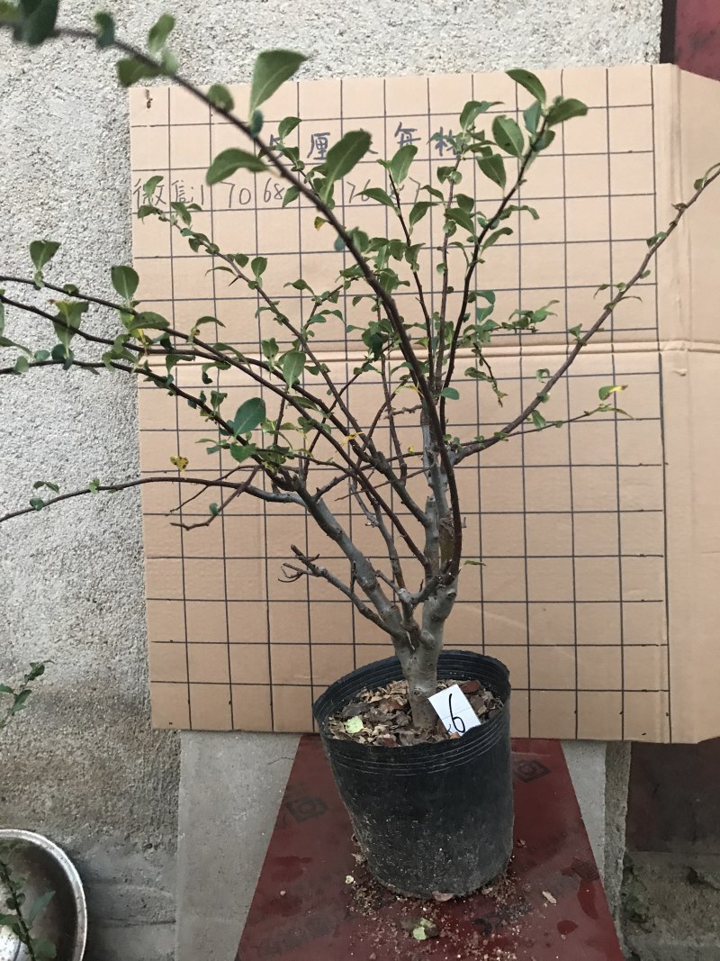 木瓜海棠长寿冠
