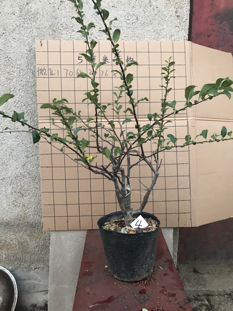 木瓜海棠长寿冠