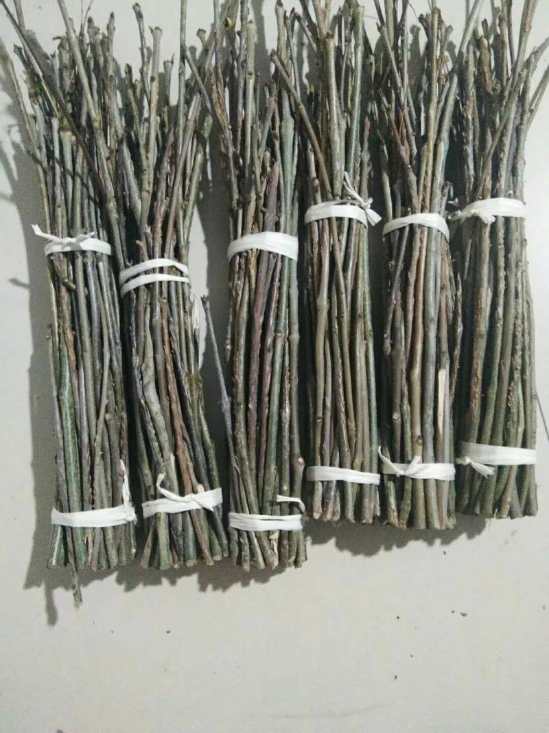 金蝉卵枝？质量保证，技术全包，可常年合作