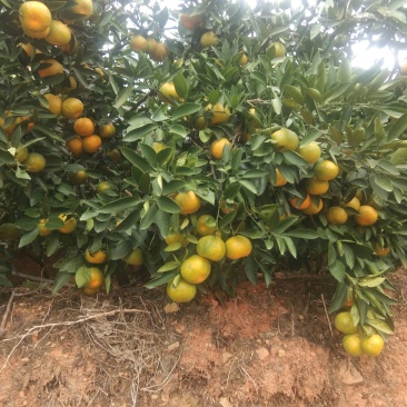 特早蜜橘大量出售