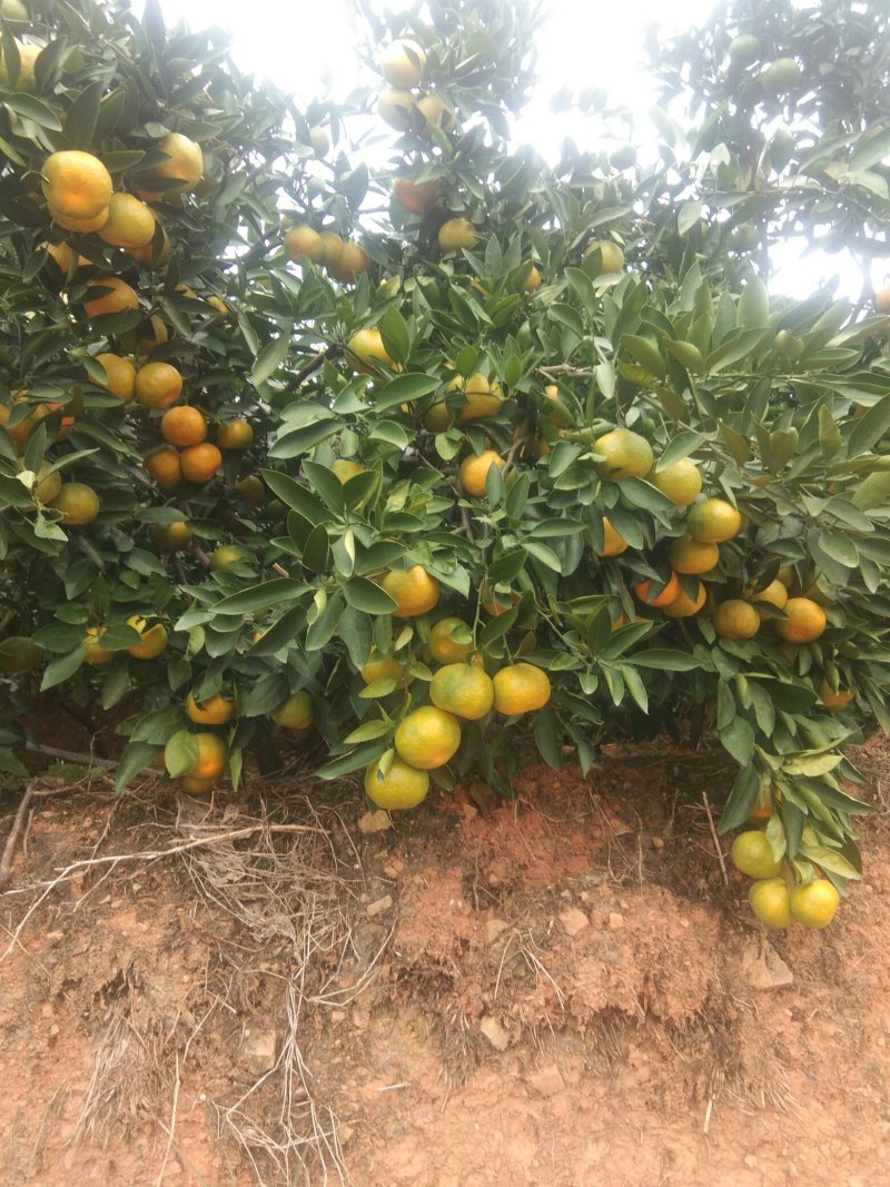 特早蜜橘大量出售