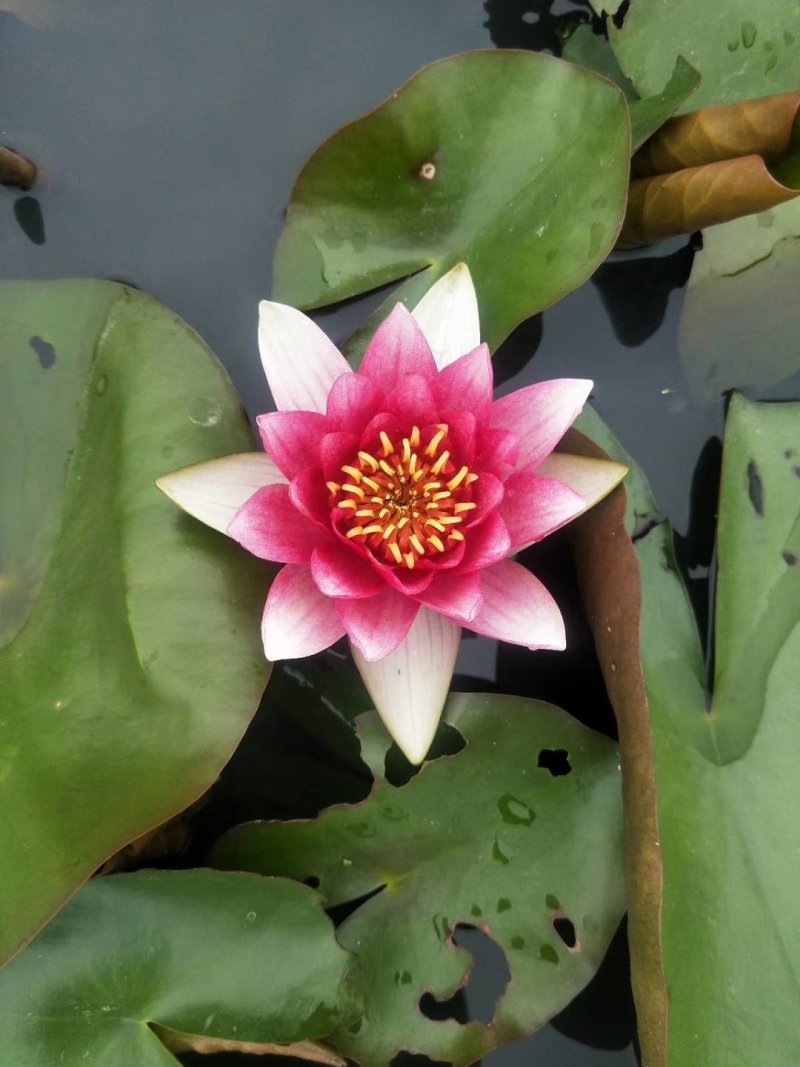 睡莲水生植物基地直销物美价廉