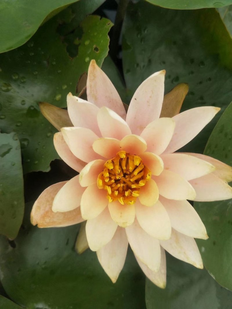 睡莲水生植物基地直销物美价廉