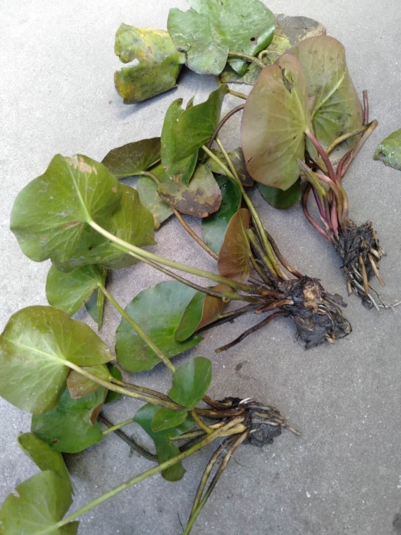 睡莲水生植物基地直销物美价廉