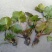 睡莲水生植物基地直销物美价廉