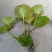 睡莲水生植物基地直销物美价廉