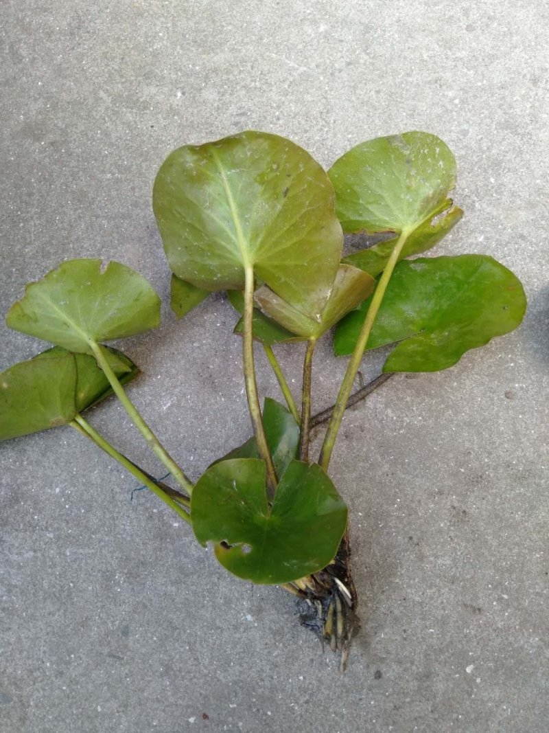 睡莲水生植物基地直销物美价廉