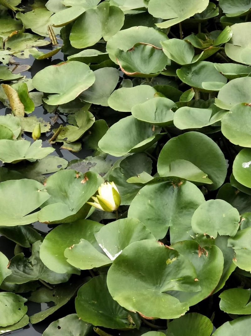睡莲水生植物基地直销物美价廉
