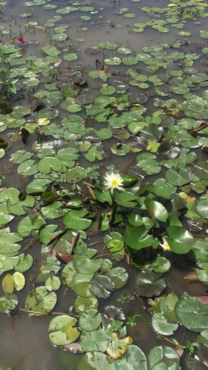 睡莲水生植物基地直销物美价廉