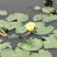睡莲水生植物基地直销物美价廉