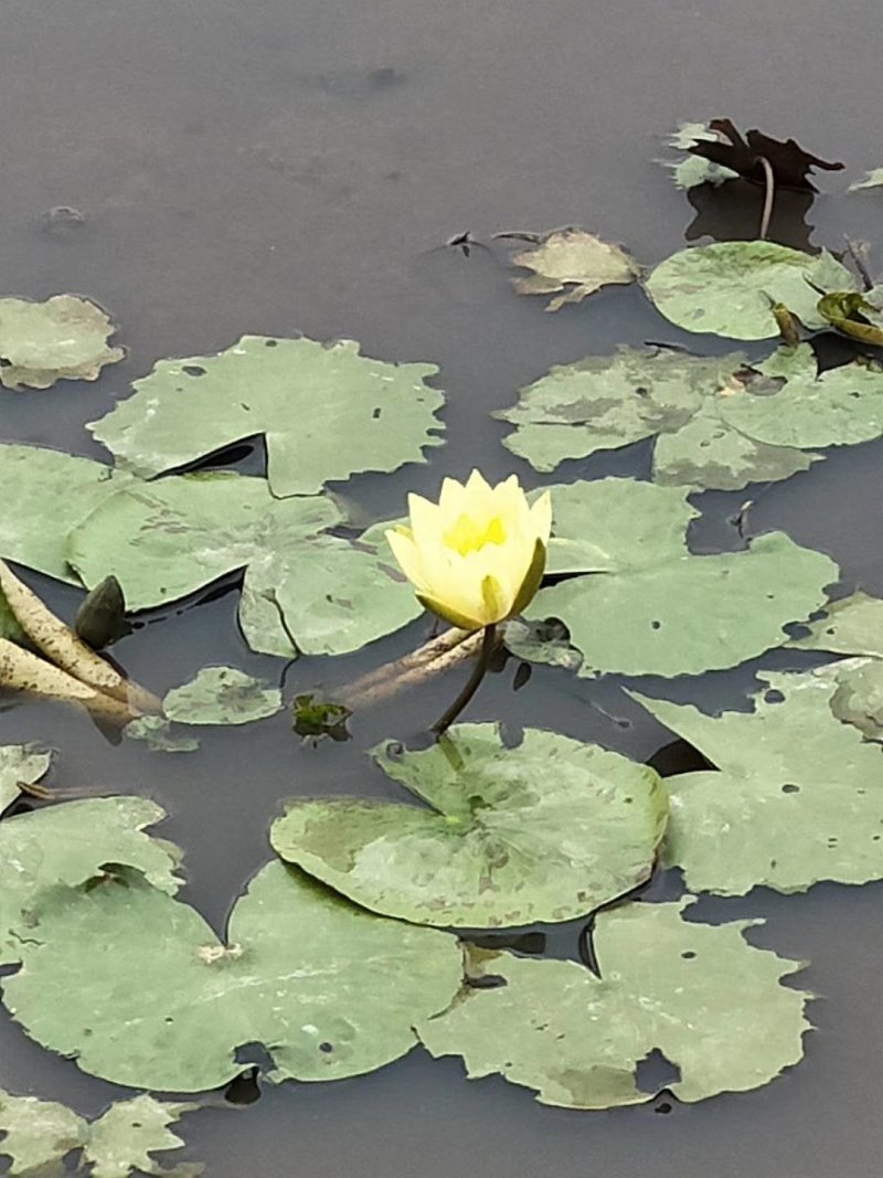 睡莲水生植物基地直销物美价廉