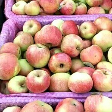 山西万荣早熟苹果🍎