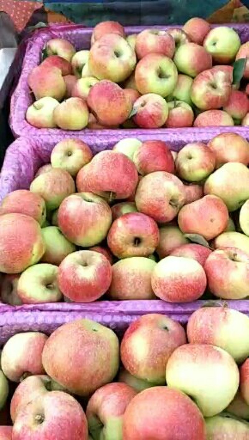 山西万荣早熟苹果🍎