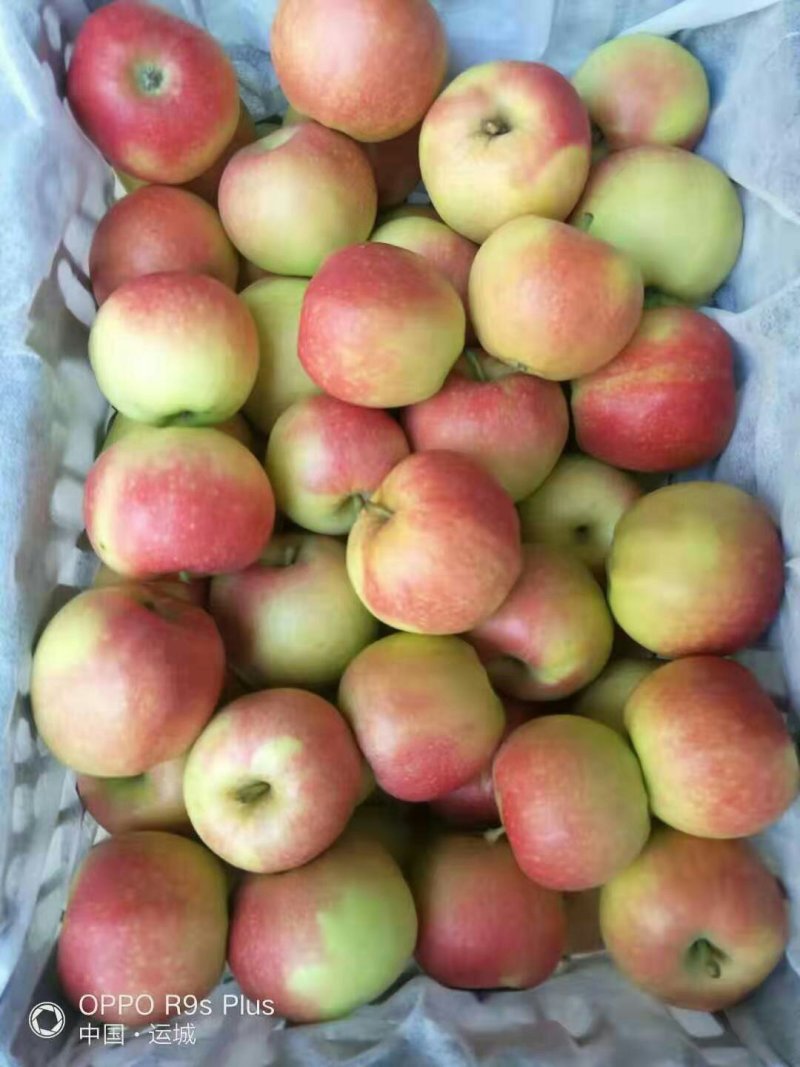 山西万荣早熟苹果🍎