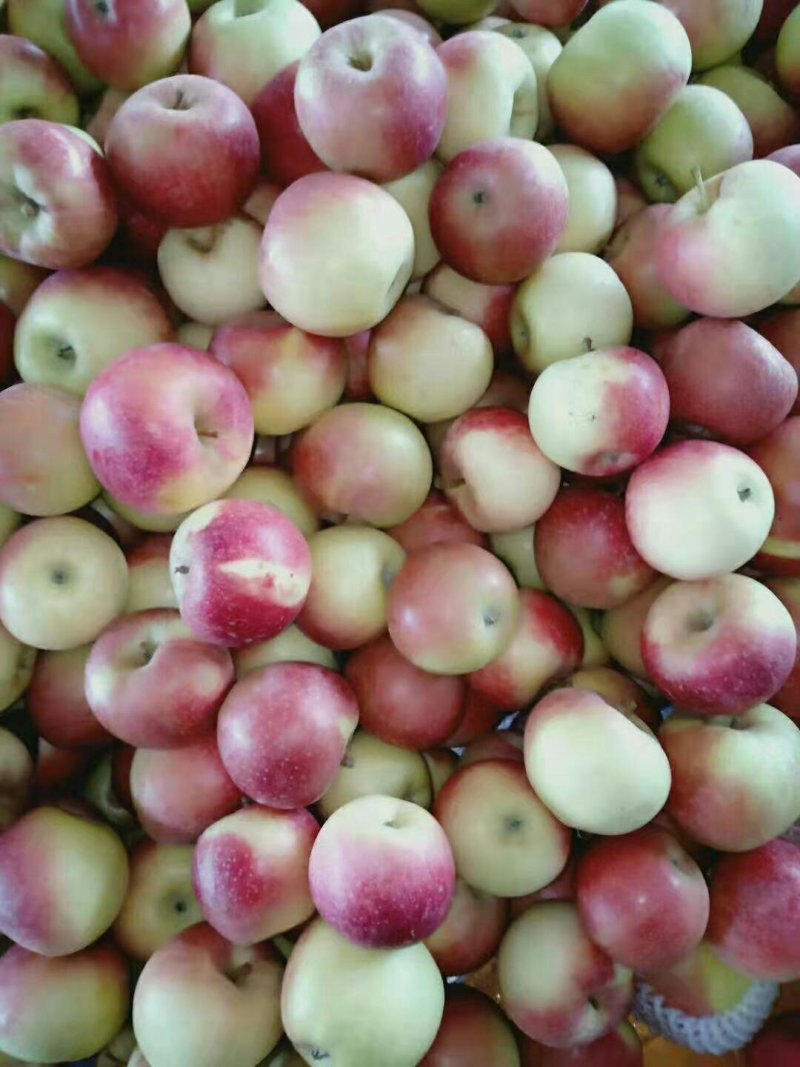 山西万荣早熟苹果🍎
