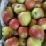 山西万荣早熟苹果🍎